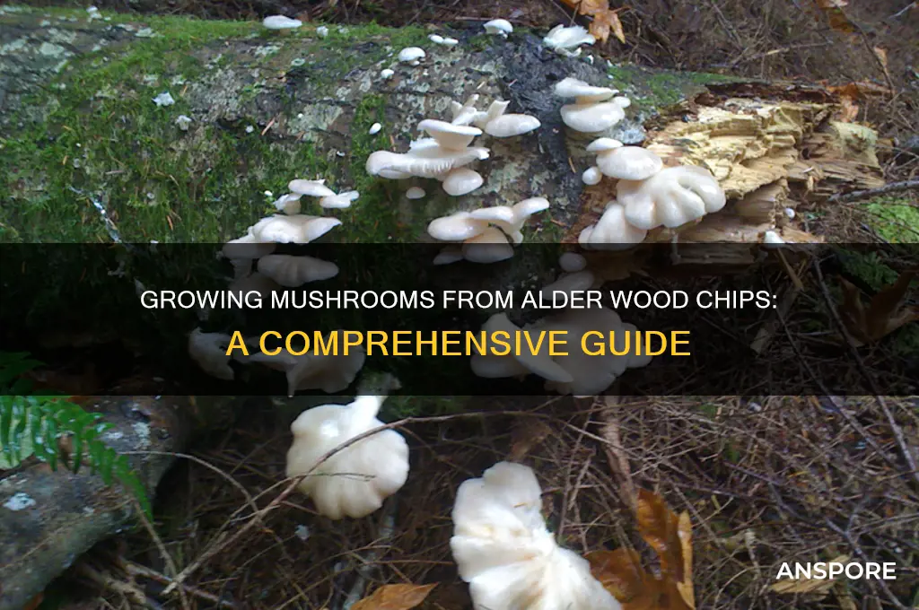 can you grow mushrooms from alder wood chips