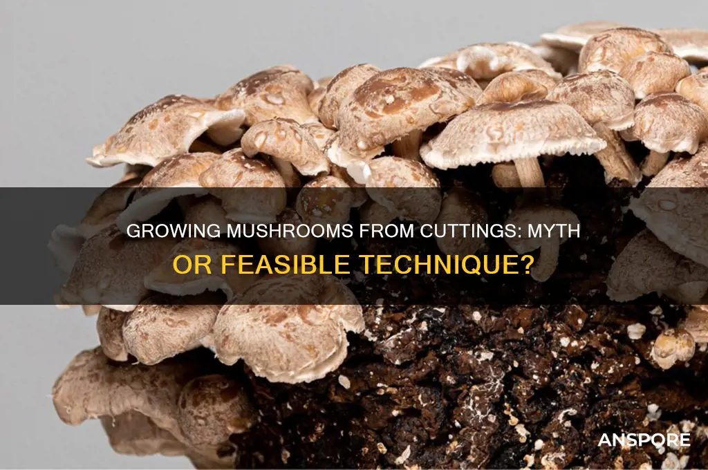 can you grow mushrooms from cuttings