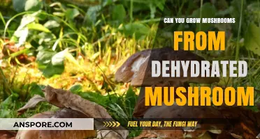 Reviving Dehydrated Mushrooms: Can You Grow Fresh Fungi from Dried Caps?
