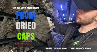 Growing Mushrooms from Dried Caps: A Beginner's Guide to Success