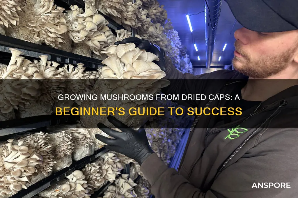 can you grow mushrooms from dried caps