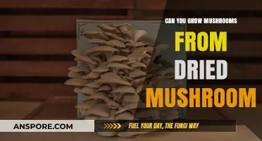Growing Mushrooms from Dried: A Surprising Possibility or Myth?