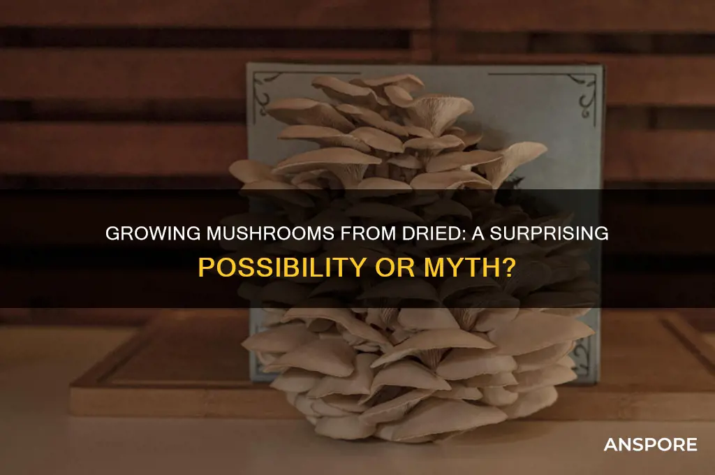 can you grow mushrooms from dried mushrooms
