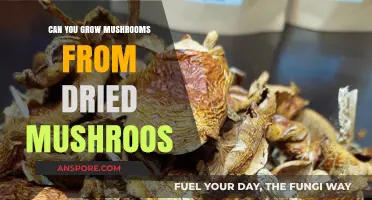 Reviving Spores: Growing Mushrooms from Dried Fungi at Home