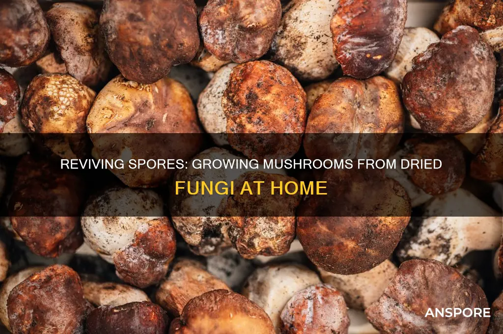 can you grow mushrooms from dried mushroos