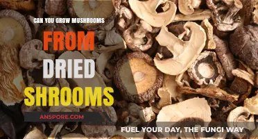 Growing Mushrooms from Dried Shrooms: Is It Possible?