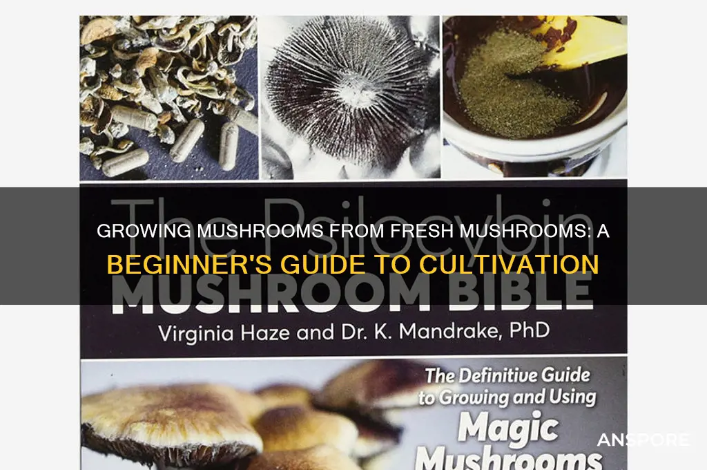 can you grow mushrooms from fresh mushrooms
