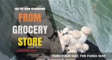 Growing Mushrooms from Store-Bought: A Beginner's Guide to Cultivation