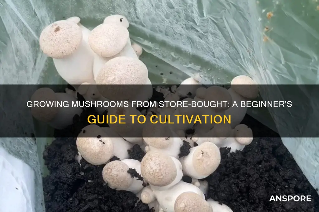 can you grow mushrooms from grocery store