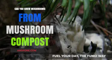 Growing Mushrooms from Compost: A Beginner's Guide to Success