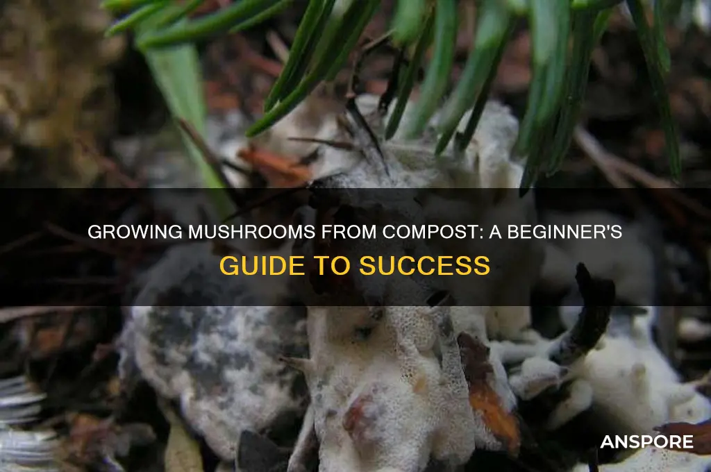 can you grow mushrooms from mushroom compost