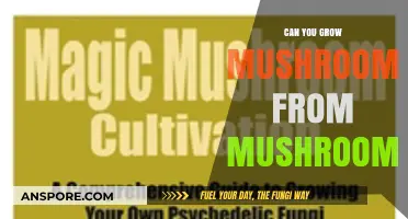 Growing Mushrooms from Mushrooms: A Simple Guide to Cultivation