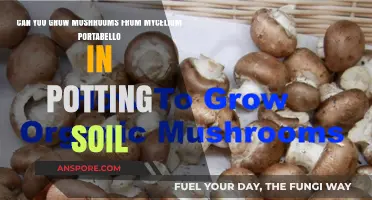Growing Portobello Mushrooms from Mycelium in Potting Soil: A Guide