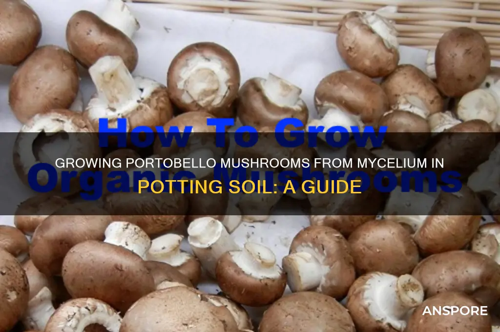can you grow mushrooms from mycelium portabello in potting soil