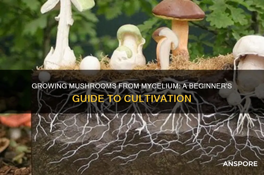 can you grow mushrooms from mycelium