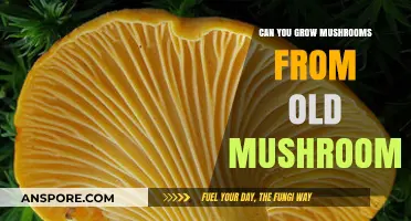 Growing Mushrooms from Old Ones: A Simple Guide to Reusing Fungi