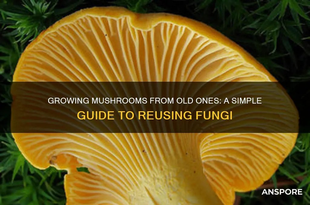 can you grow mushrooms from old mushrooms