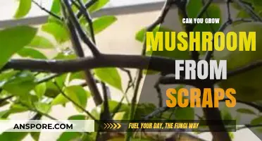 Growing Mushrooms from Scraps: A Beginner's Guide to Upcycling Fungi