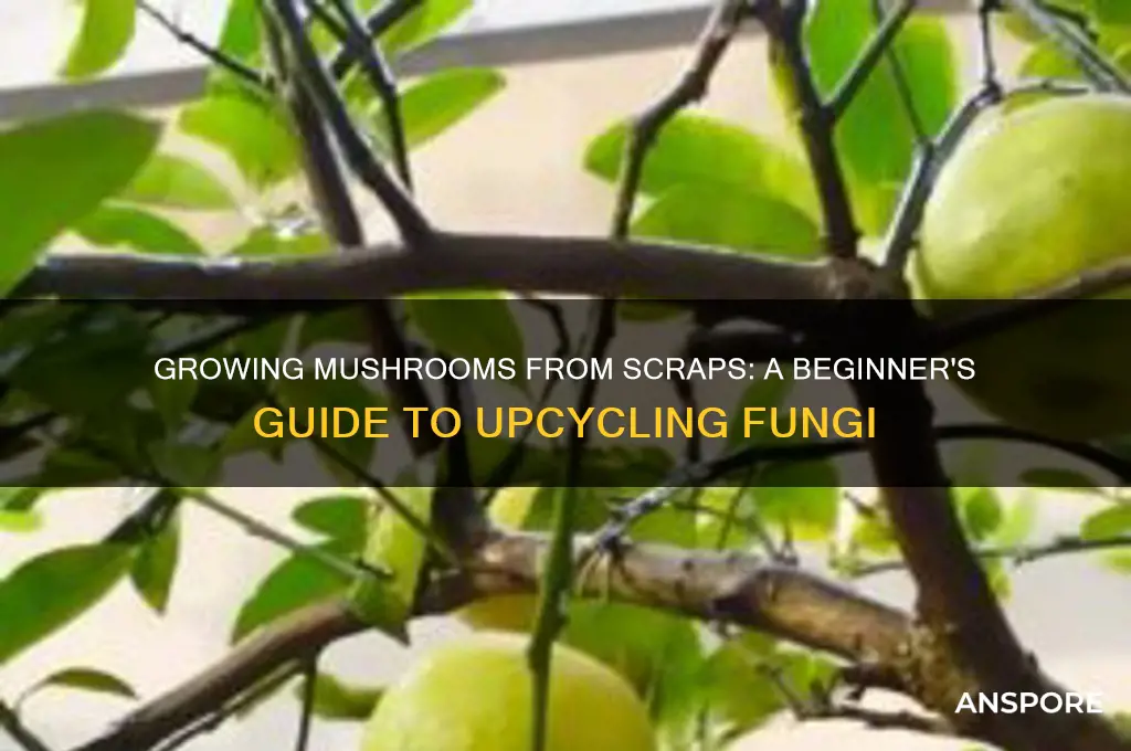 can you grow mushrooms from scraps