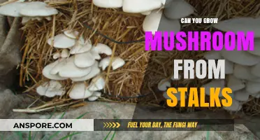 Growing Mushrooms from Stalks: A Beginner's Guide to Cultivation