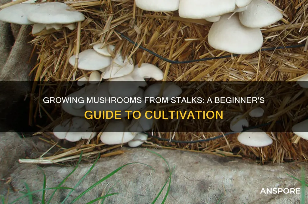 can you grow mushrooms from stalks