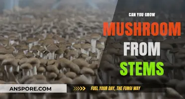 Growing Mushrooms from Stems: A Beginner's Guide to Cultivation