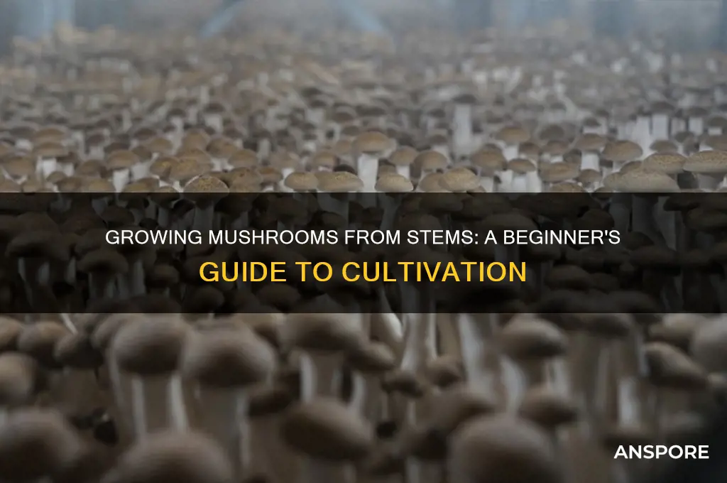 can you grow mushrooms from stems