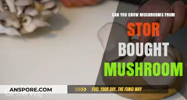 Growing Mushrooms from Store-Bought Varieties: Is It Possible?