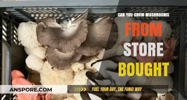 Growing Mushrooms from Store-Bought: A Beginner's Guide to Success