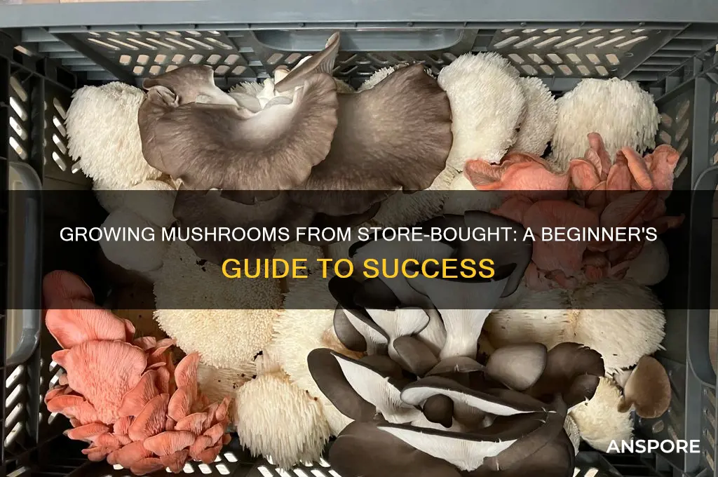 can you grow mushrooms from store bought