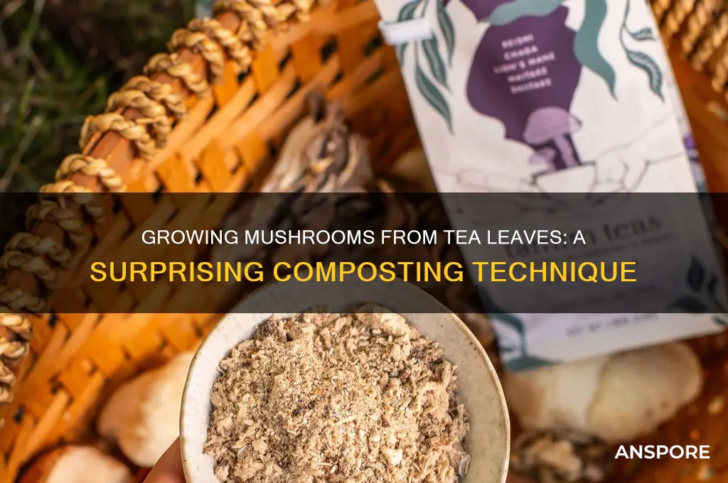 can you grow mushrooms from tea leaves