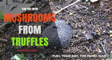 Growing Mushrooms from Truffles: Unveiling the Fungal Cultivation Mystery
