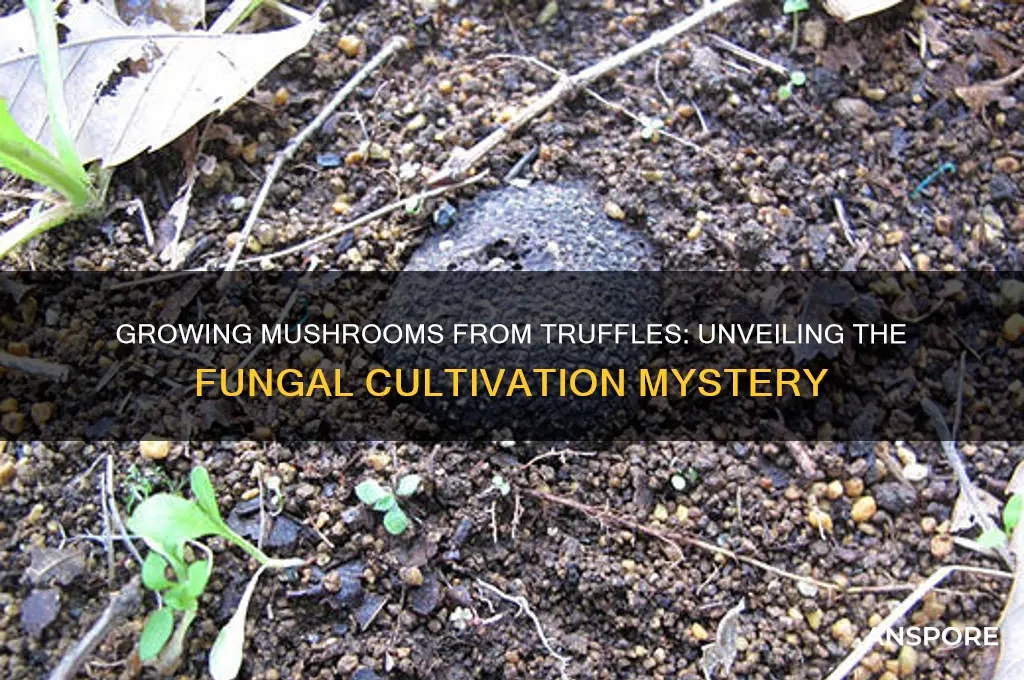can you grow mushrooms from truffles
