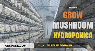 Hydroponic Mushroom Cultivation: Unlocking the Secrets of Soilless Growth