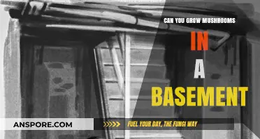 Growing Mushrooms in Your Basement: A Beginner's Guide to Success