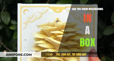 Growing Mushrooms in a Box: Simple Steps for Success