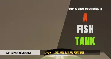 Growing Mushrooms in Fish Tanks: A Creative Aquaponic Adventure