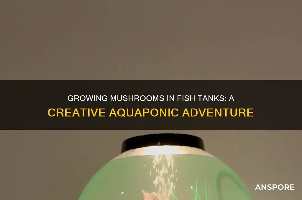 can you grow mushrooms in a fish tank