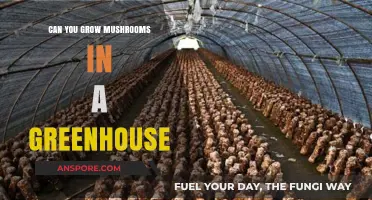 Growing Mushrooms in a Greenhouse: Tips, Benefits, and Best Practices