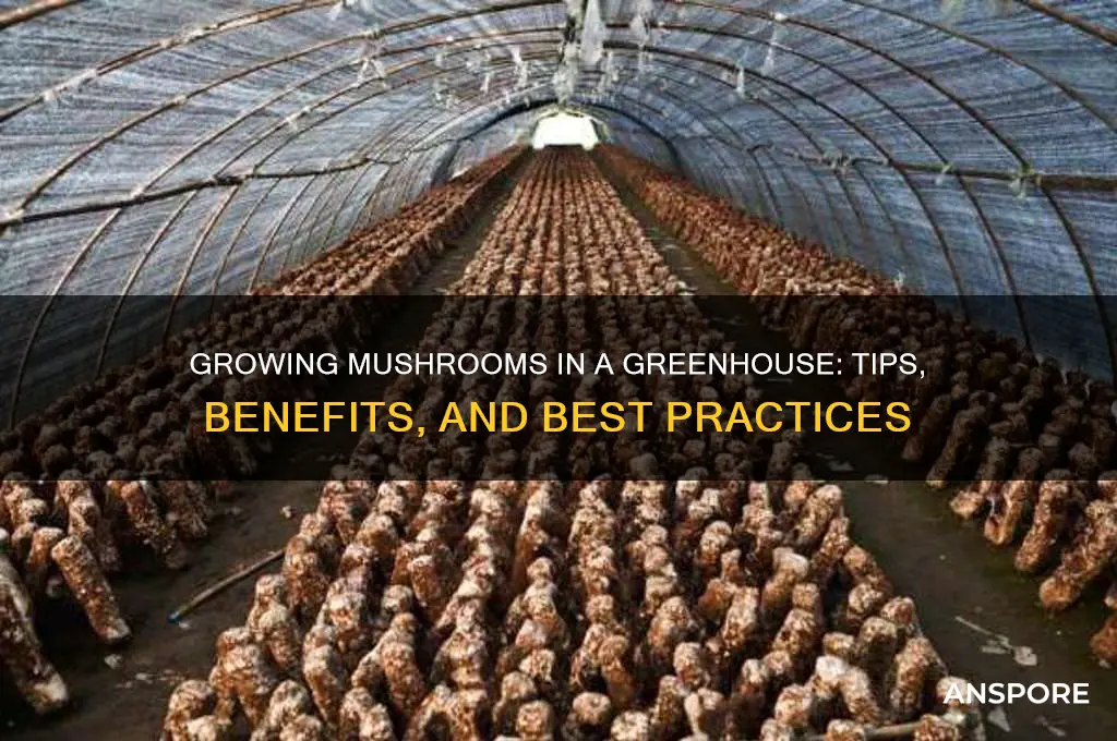 can you grow mushrooms in a greenhouse