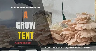 Growing Mushrooms in a Grow Tent: Tips and Best Practices