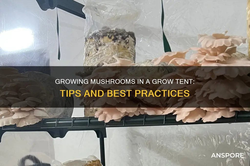 can you grow mushrooms in a grow tent