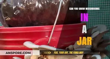 Growing Mushrooms in a Jar: A Simple Guide for Beginners