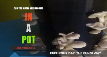 Growing Mushrooms in Pots: A Beginner's Guide to Container Cultivation