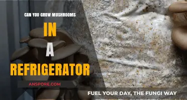 Growing Mushrooms in Your Fridge: A Cool Cultivation Experiment