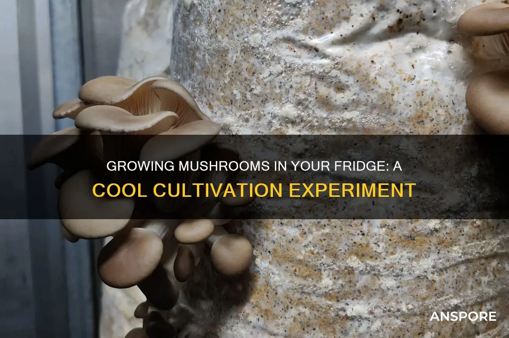 can you grow mushrooms in a refrigerator
