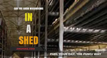 Growing Mushrooms in a Shed: A Beginner's Guide to Success