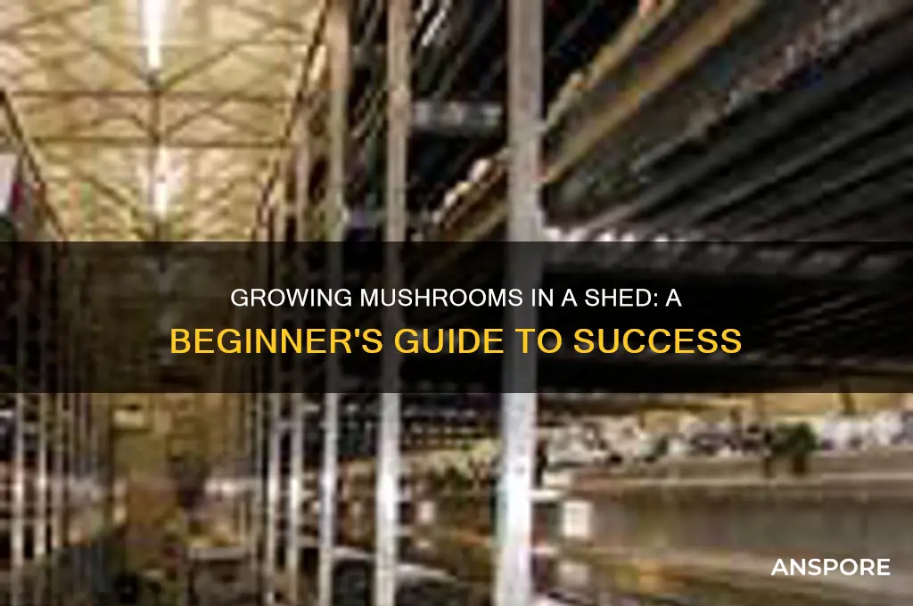 can you grow mushrooms in a shed
