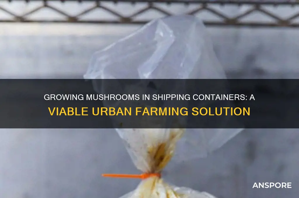 can you grow mushrooms in a shipping container