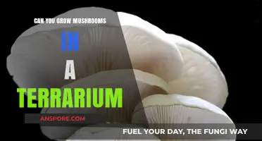 Growing Mushrooms in a Terrarium: A Beginner's Guide to Success